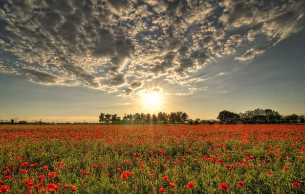 Field, the sun, clouds, Maki, red