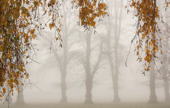 Leaves, trees, branches, fog, morning, Autumn, yellow