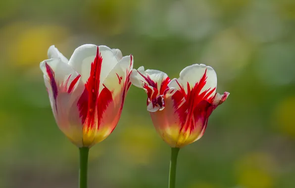 Flowers, nature, spring, tulips