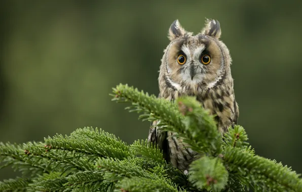 Picture eyes, owl, bird, spruce, branch, feathers