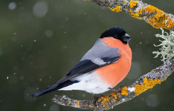 Winter, snow, branches, background, bird, snowfall, bullfinch