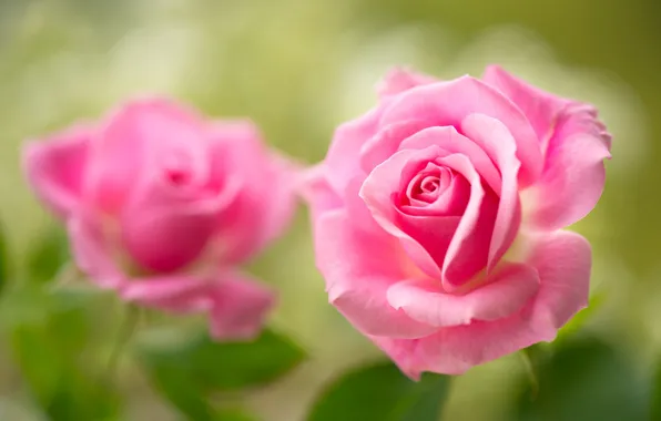 Roses, petals, pink, buds, bokeh