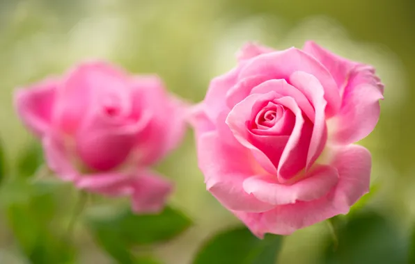 Roses, petals, Bud, pink, bokeh