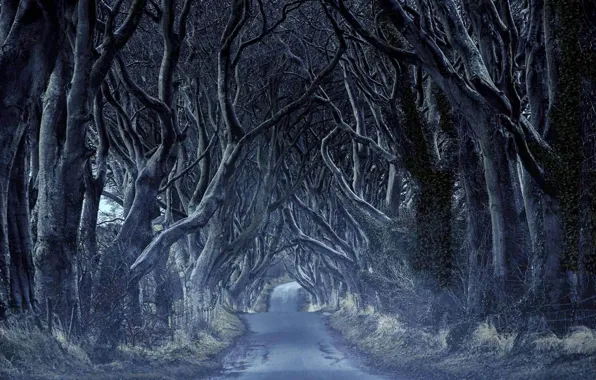 Picture road, trees, the tunnel, Northern Ireland, Antrim