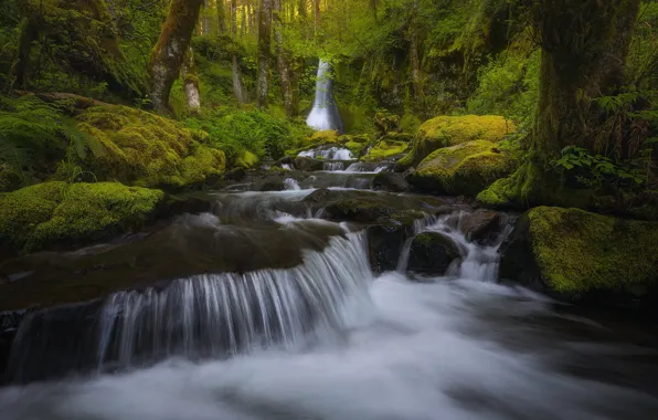 Forest, stream, waterfall, moss, river, Washington
