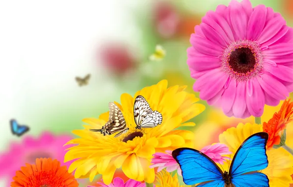 Butterfly, flowers, spring, colorful, flowers, spring, bright, butterflies