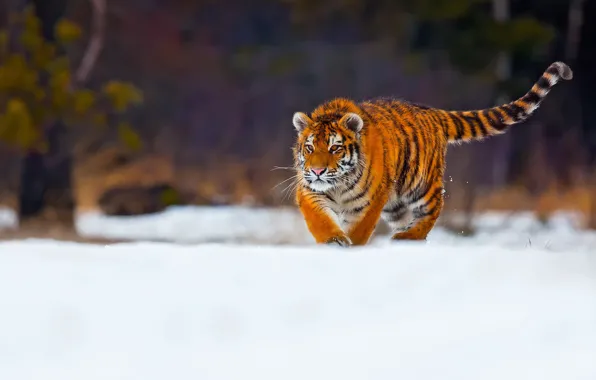 Winter, snow, tiger, young