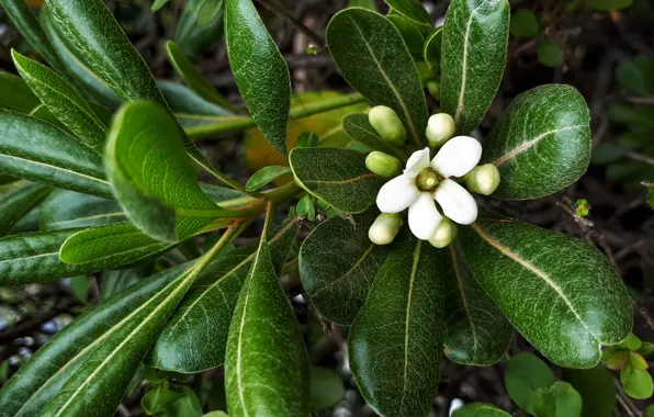 Picture nature, flowering, flower, nature, white flower