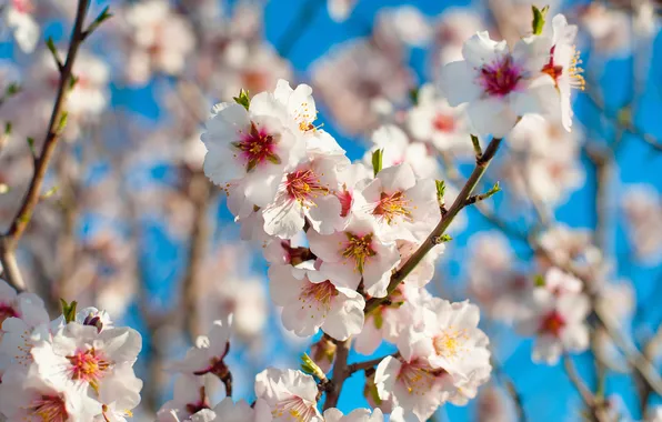 Light, flowers, branches, cherry, branch, spring, white, flowering