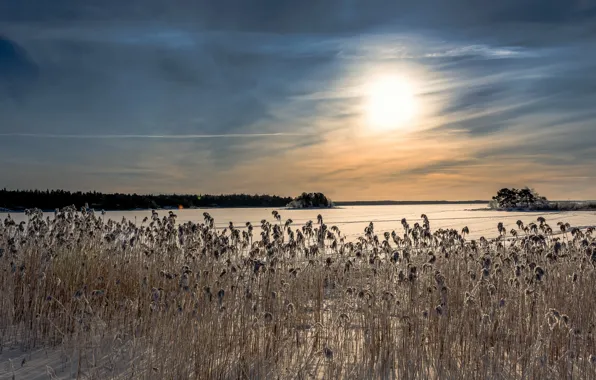 Picture winter, lake, morning, reed