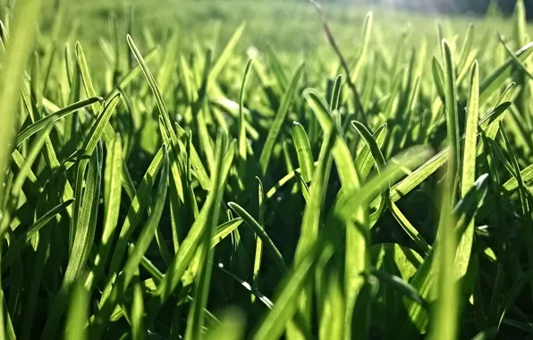 Picture greens, summer, the sun, heat, lawn, spring, Sunny