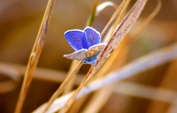 Grass, butterfly, insect