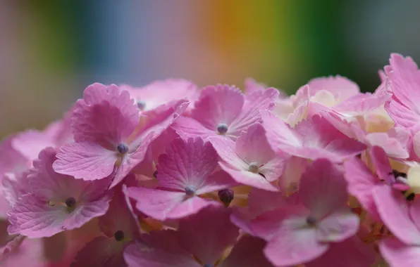 Macro, flowers, pink, hydrangea