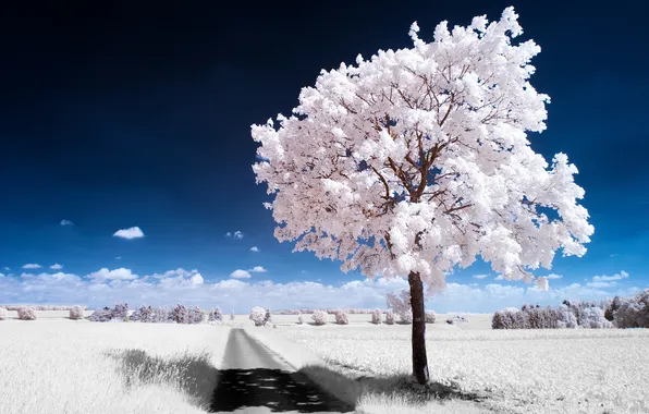 Picture the sky, tree, white, trees