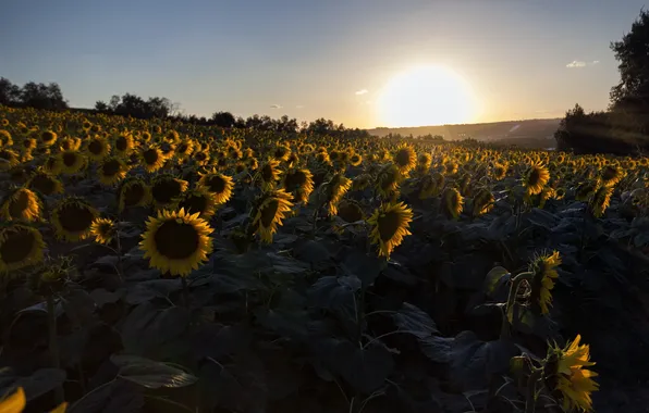 Sunflowers, sunset, nature