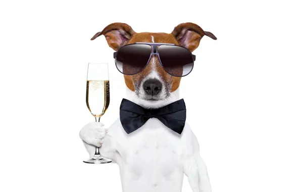 Picture glass, dog, New Year, glasses, champagne, dog, New Year, Happy