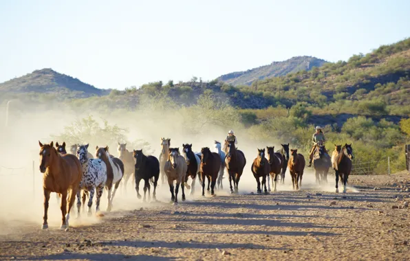 Picture nature, horses, running, cowboys, corral, the herd, Canon 60D, corral