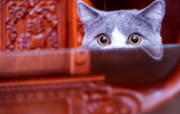 Cat, eyes, cat, look, reflection, table, furniture, face