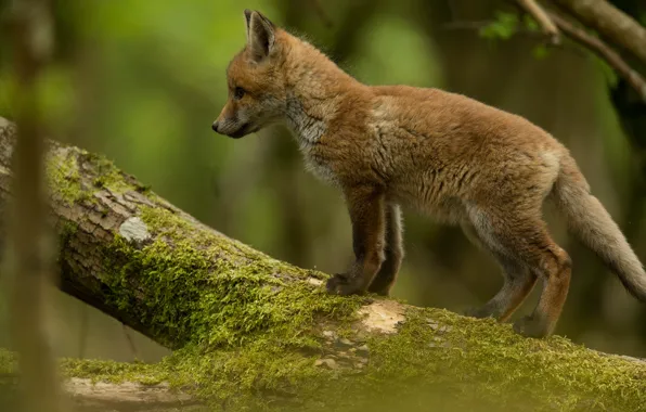 Forest, look, branches, pose, baby, log, green background, Fox