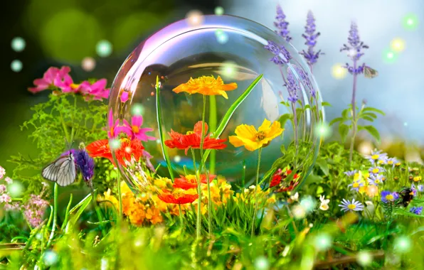 Flowers, nature, reflection, butterfly, ball, meadow, bubble