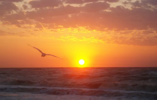 Sea, wave, the sun, sunrise, Seagull