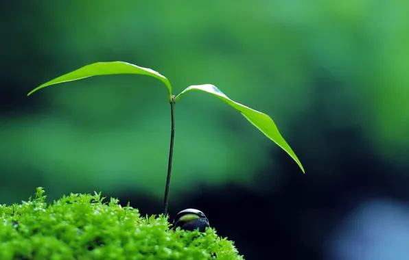 Green, nature, plant, zen