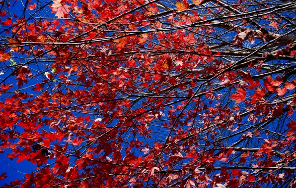 Picture autumn, the sky, leaves, branches, the crimson