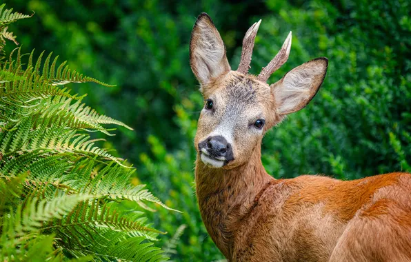 Look, nature, face, fern, cub, ROE