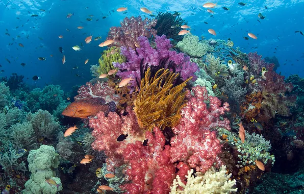 Picture sea, fish, fish, corals, Underwater world