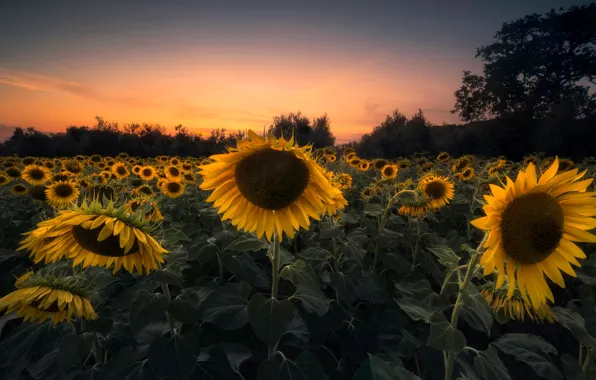 Field, sunflowers, sunset, yellow, the evening