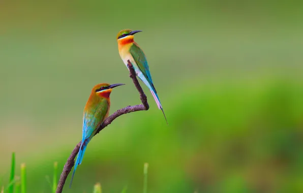 Branches, bird, Golden bee-eater, pouloudi