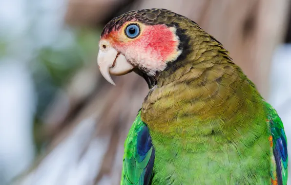 Picture look, nature, green, background, bird, portrait, parrot, profile