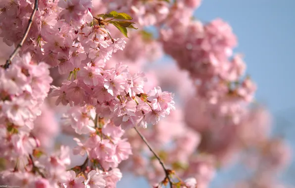 The sky, branch, spring, pink flowers
