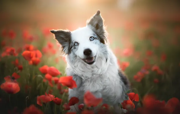 Picture look, face, flowers, smile, mood, Maki, dog, bokeh