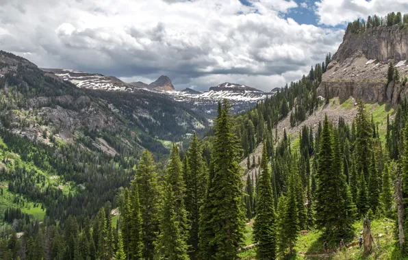 Picture greens, forest, the sky, the sun, clouds, trees, mountains, stones