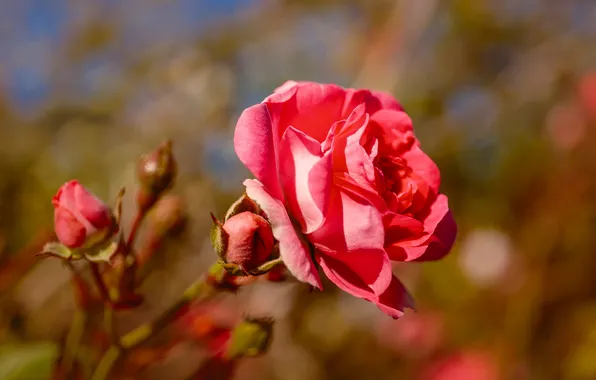 Flower, light, pink, rose, branch, buds, bokeh, blurred background