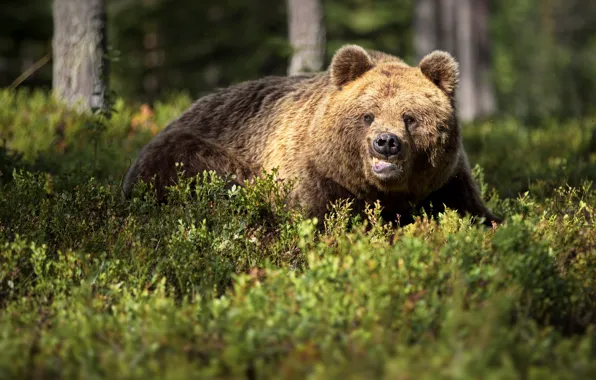 Forest, trees, nature, animal, predator, bear, brown, Alexander Perov