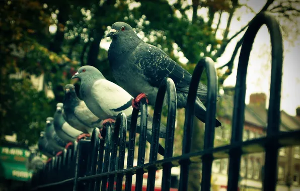 Picture the city, the fence, pigeons