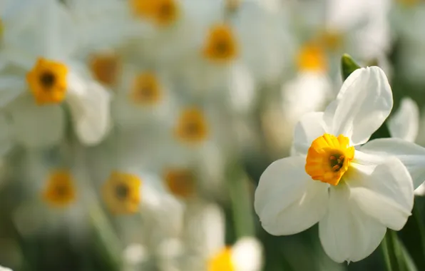 Macro, flowers, focus, blur, daffodils