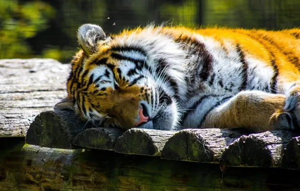Face, tiger, stay, sleep, predator, wild cat, zoo