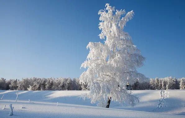 Winter, snow, trees, landscape