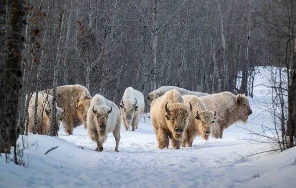 Picture animal, wildlife, buffalo, bison, white bisons, Plains bison