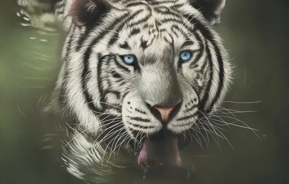 Water, white tiger, by shonechacko