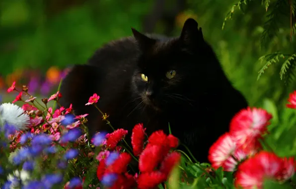Picture cat, flowers, Daisy, black cat