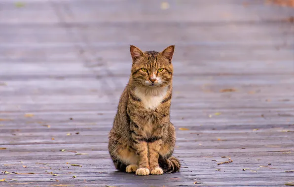 Autumn, cat, cat, look, leaves, pose, grey, background
