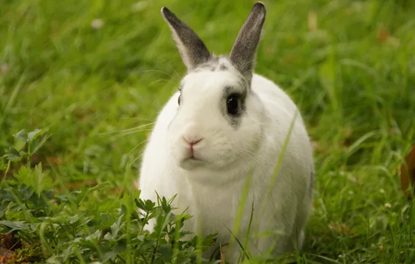 Picture white, grass, look, pose, background, glade, rabbit, muzzle