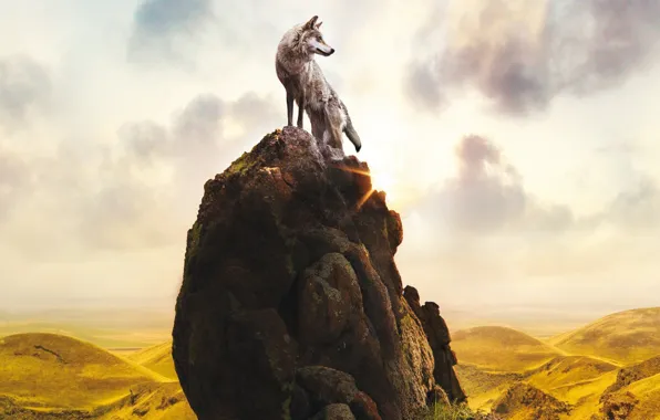 Rock, sky, clouds, sun, limbo, movie, animal, wolf