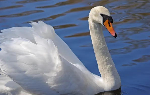 White, water, bird, Swan