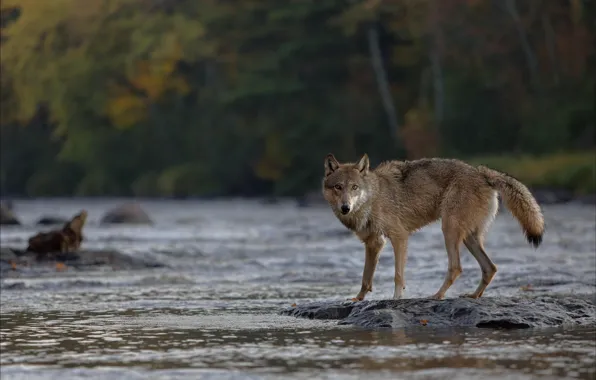 Picture forest, look, river, wolf