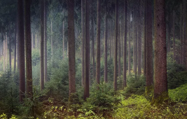Forest, trees, trunks, pine, Bor, pine